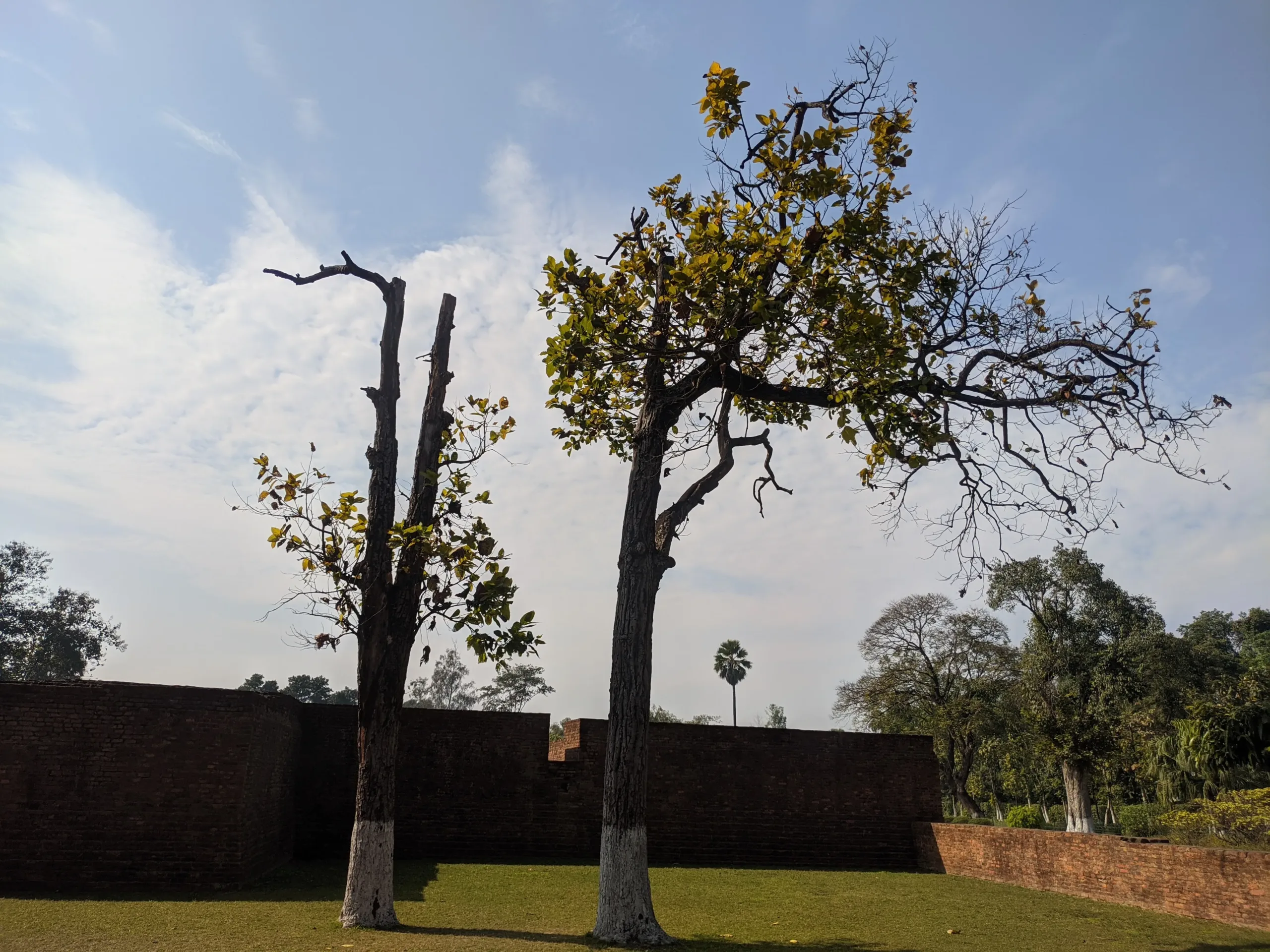 Two sparsely leafed trees with white-painted trunks standing on a green lawn beside old brick boundary walls near the Mahaparinirvana Temple in Kushinagar under a partly cloudy sky.