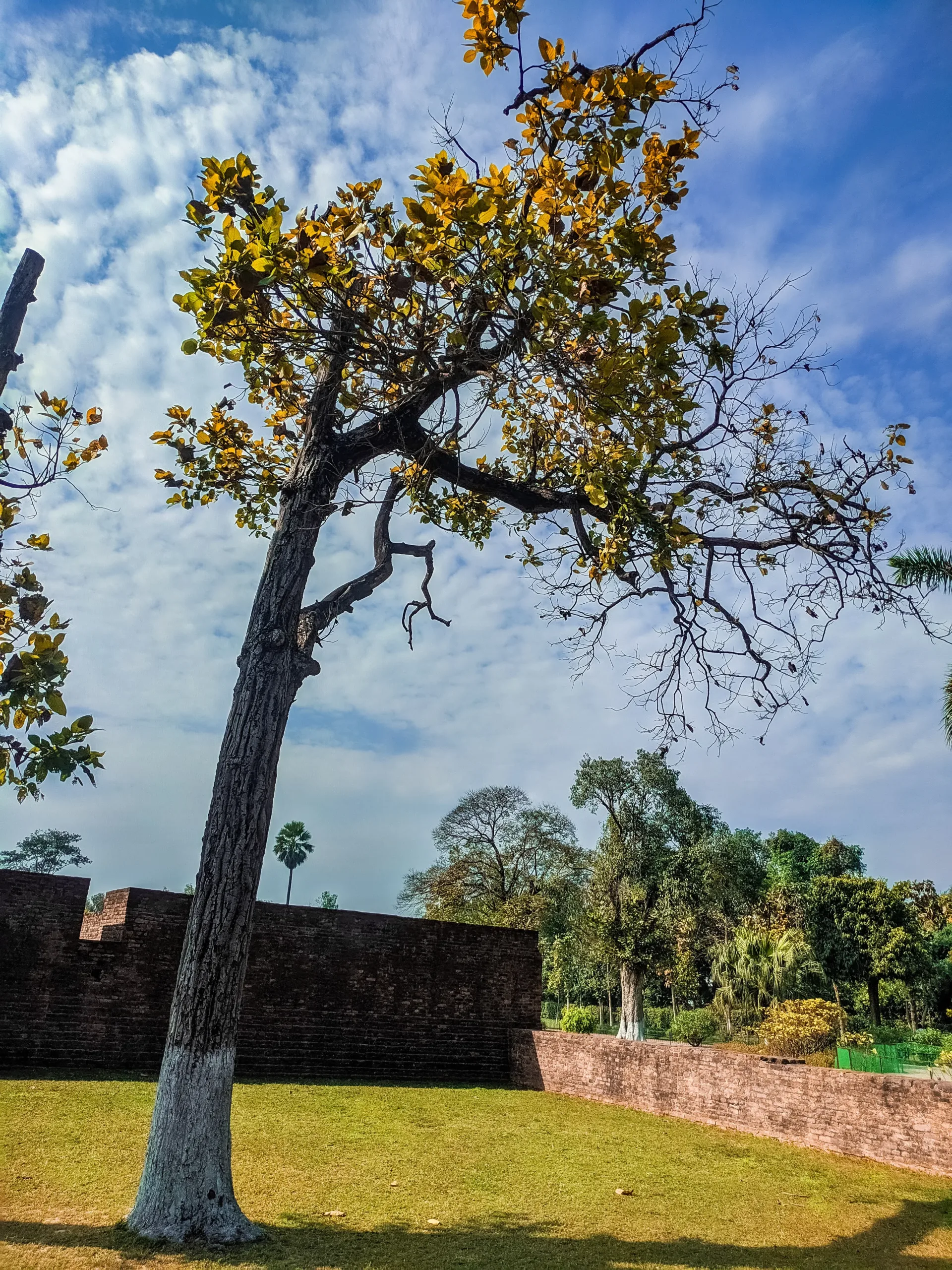 A single tree with golden-green leaves and a white-painted trunk base standing on a sunlit lawn next to old brick walls near the Mahaparinirvana Temple in Kushinagar, under a textured blue sky.