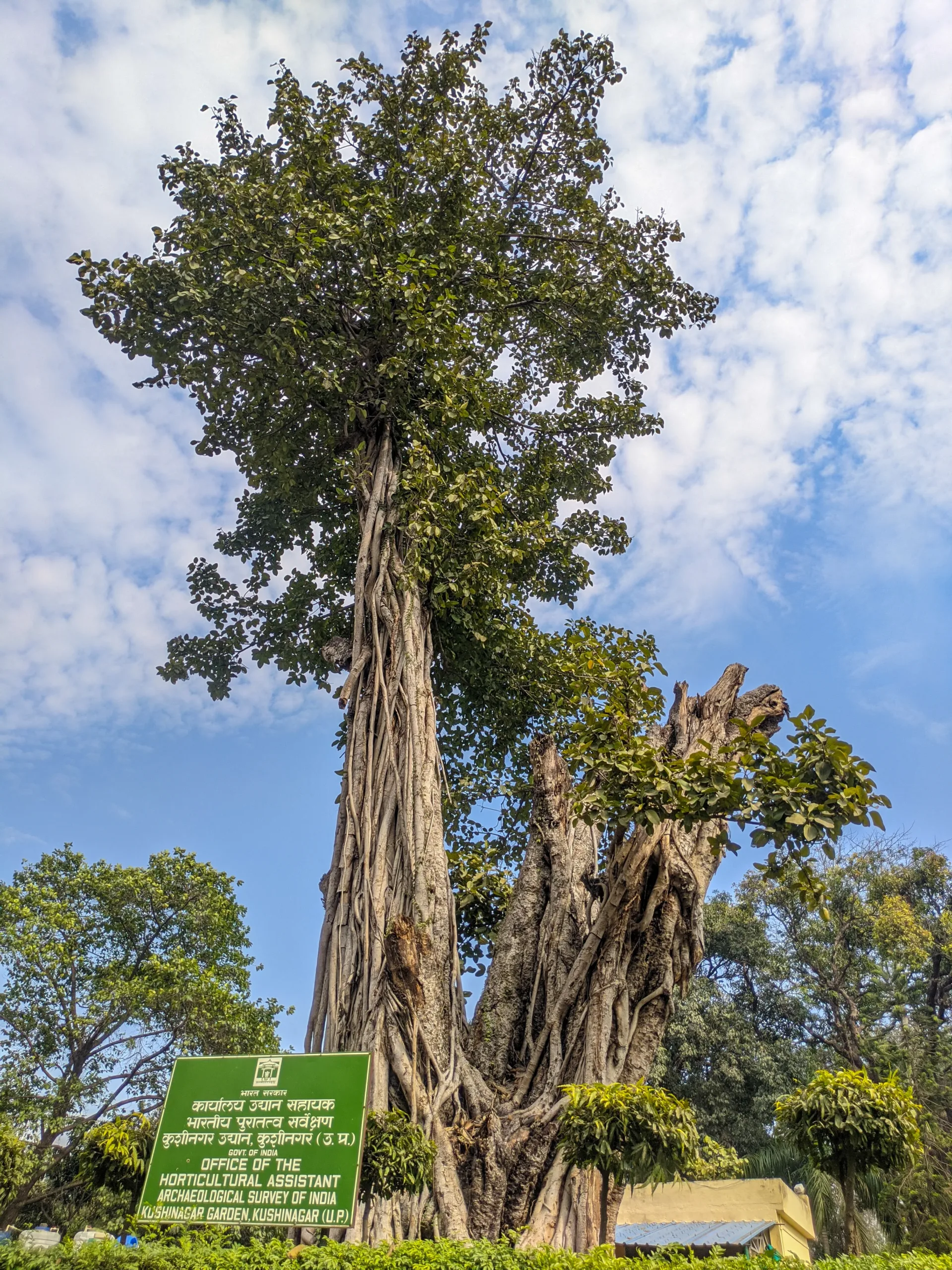 Tall, old Bodhi-like tree with twisted roots and dense green canopy beside an Archaeological Survey of India sign at the Mahaparinirvana Temple garden in Kushinagar.
