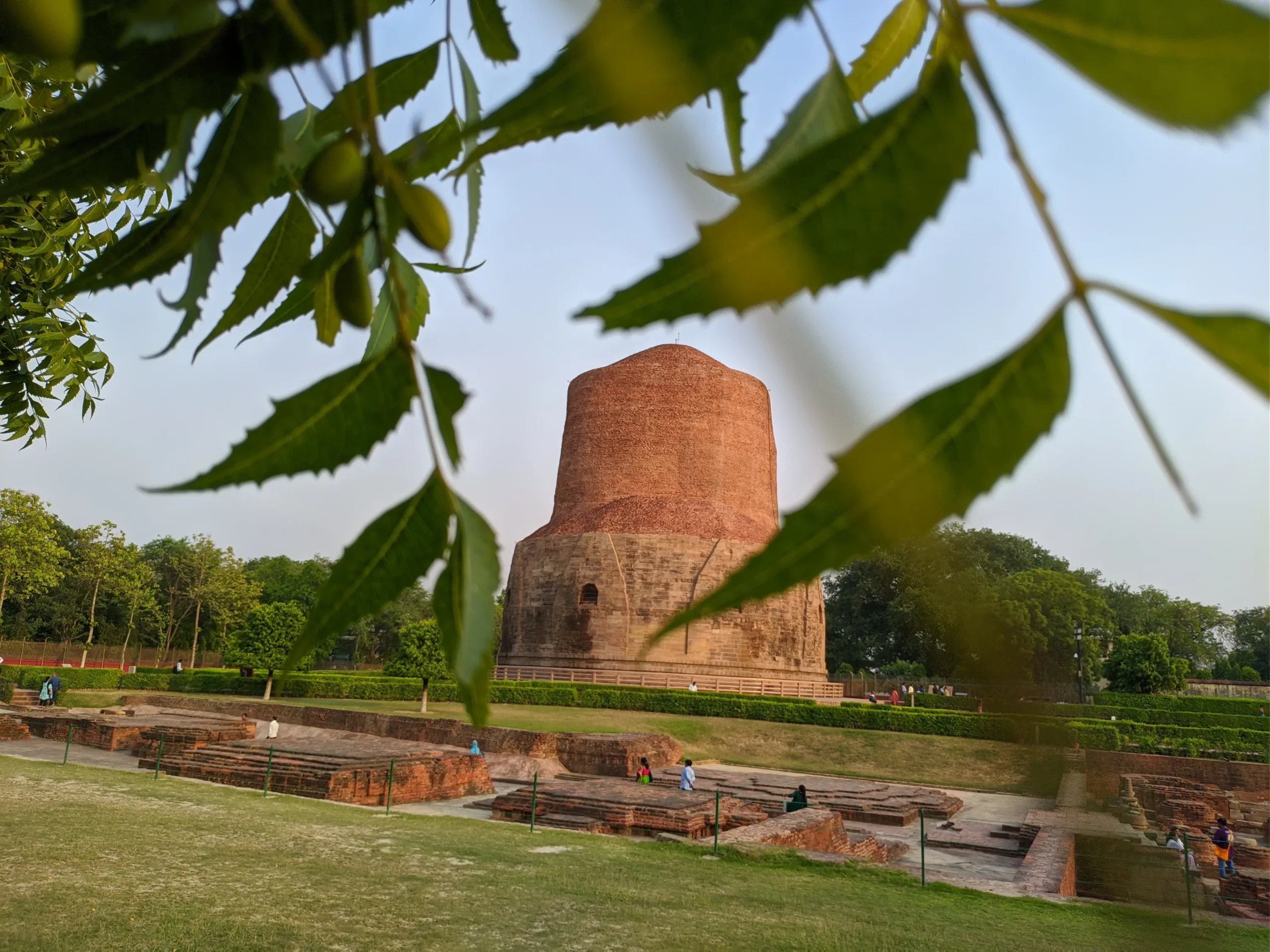 Historic view of the cylindrical Dhamek Stupa at Sarnath near Banaras, framed by hanging neem leaves and fruit, with brick ruins and green lawns below in evening light