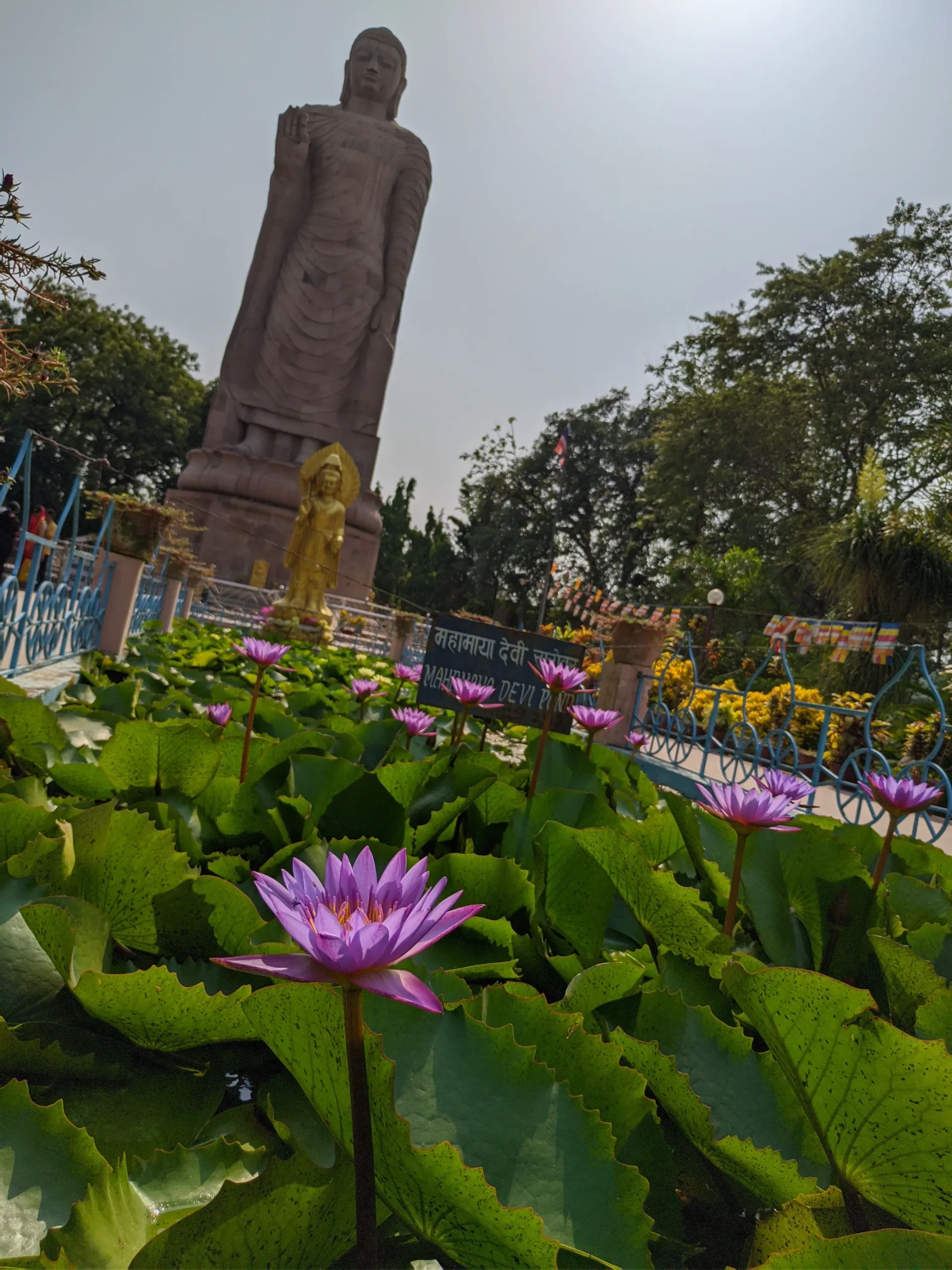 Portrait view of purple lotus flowers in a pond at Sarnath’s Mulagandha Kuti Vihar near Banaras, with a tall standing Buddha statue and prayer flags in the background