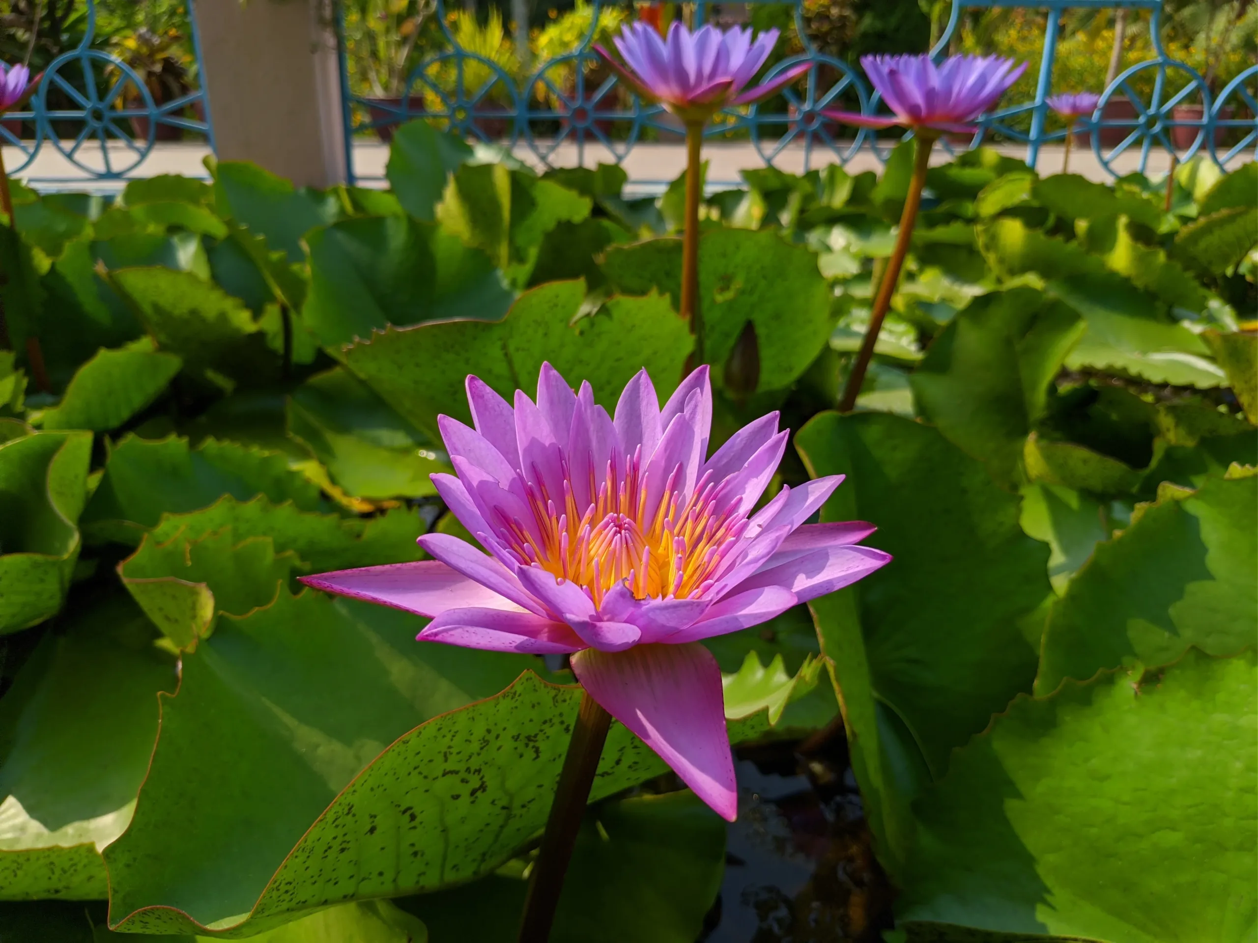 Close view of a pink lotus bud leaning over green leaves in the pond at Sarnath’s Mulagandha Kuti Vihar near Banaras, with the garden and railings softly blurred