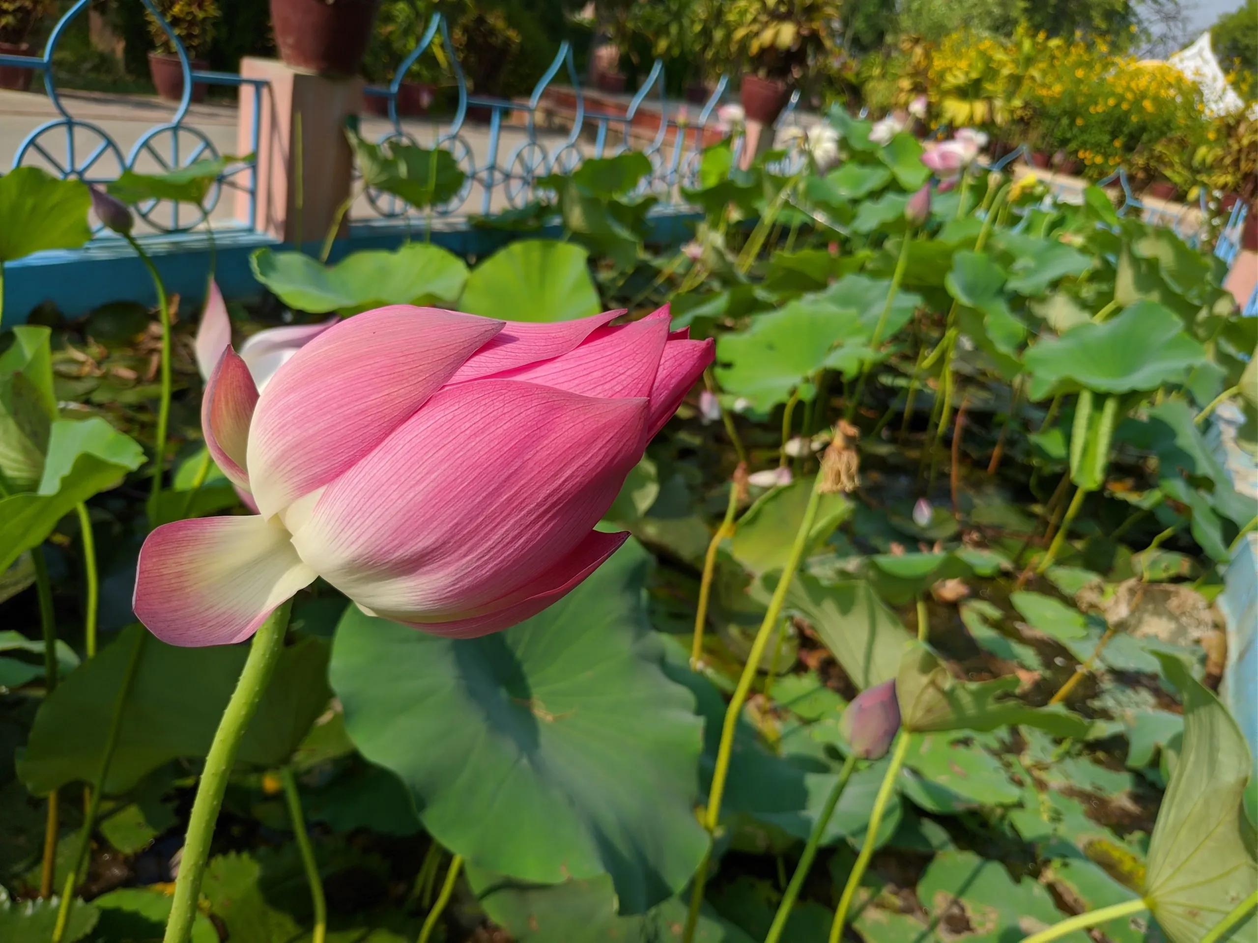 Close view of a pink lotus bud leaning over green leaves in the pond at Sarnath’s Mulagandha Kuti Vihar near Banaras, with the garden and railings softly blurred