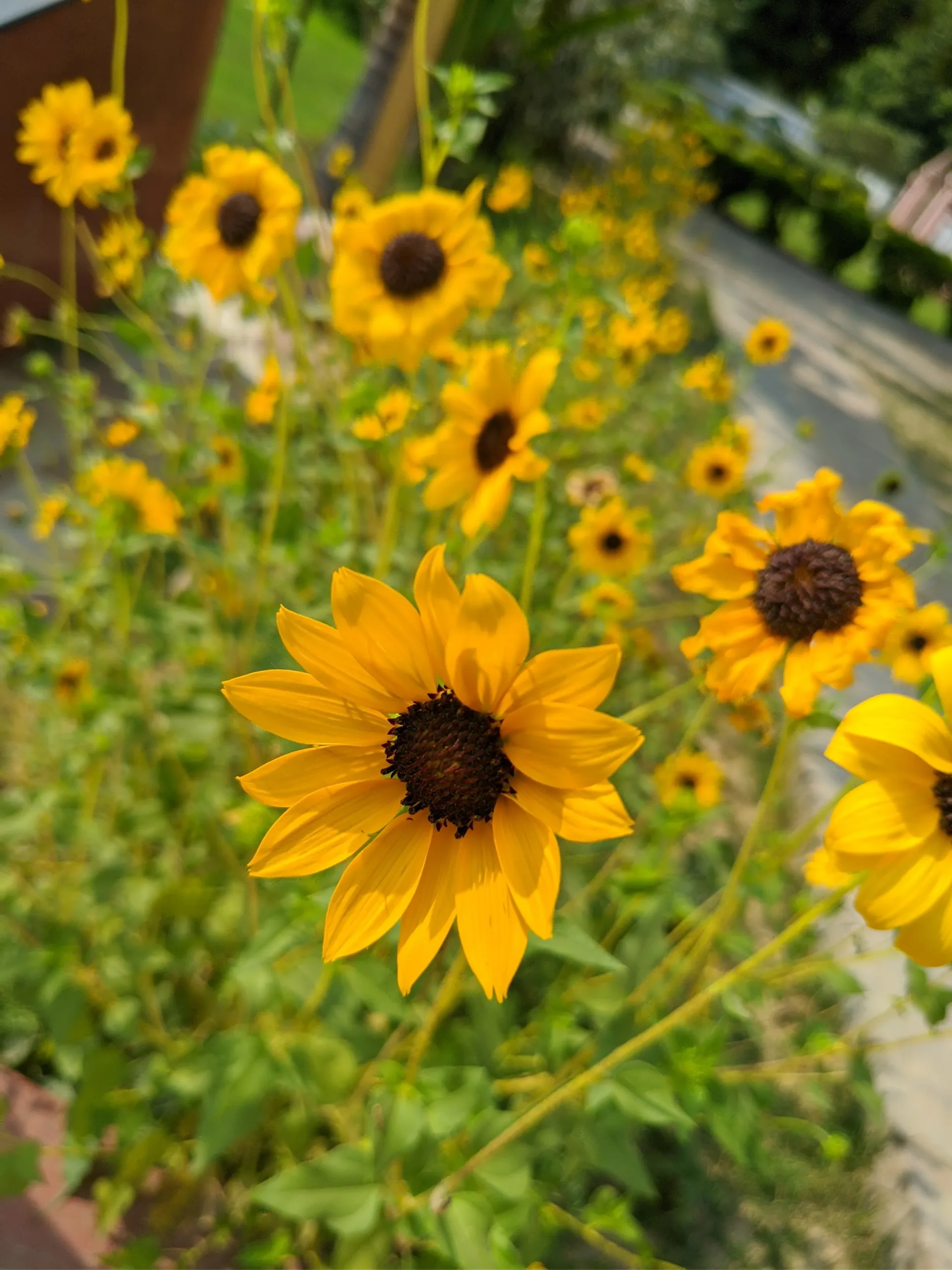 Close-up of a bright yellow daisy-like flower with a dark center in the gardens of Sarnath’s Mulagandha Kuti Vihar near Banaras, with a soft bokeh of more blooms and greenery behind