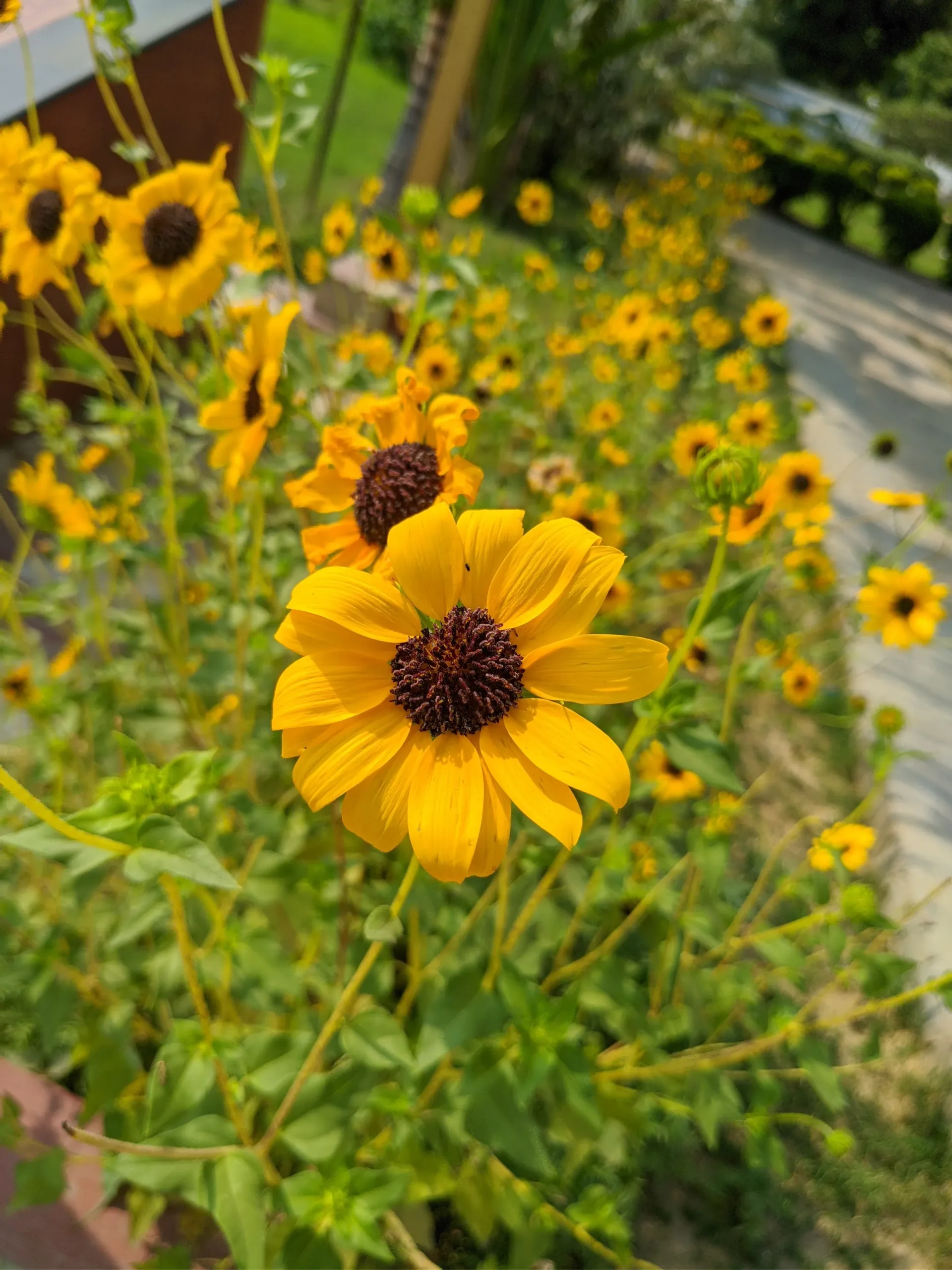 Close-up of a bright yellow flower with a dark center blooming in the gardens of Sarnath’s Mulagandha Kuti Vihar near Banaras, with soft bokeh of more blossoms in the background