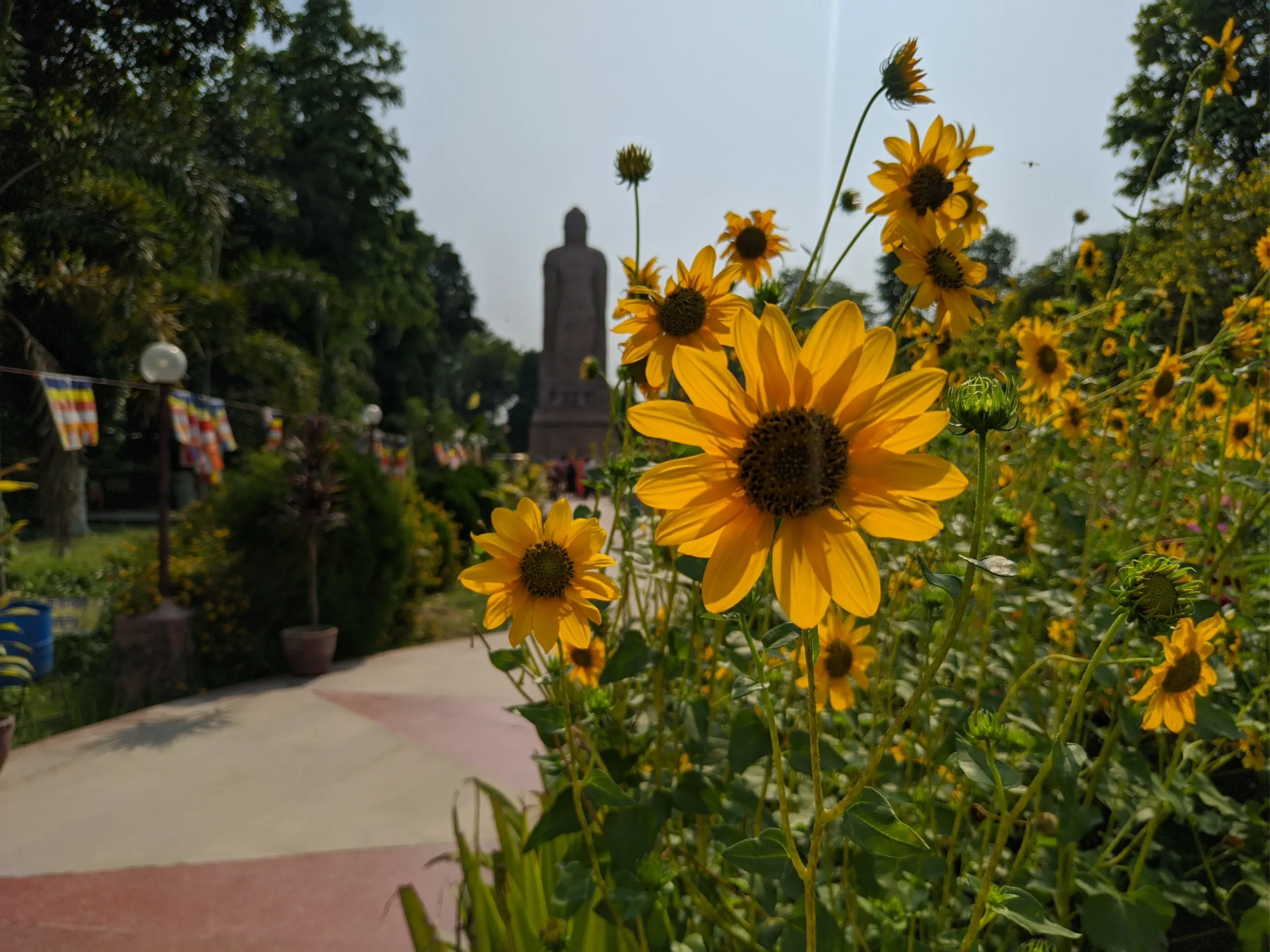 Sunlit yellow flowers in the gardens of Sarnath’s Mulagandha Kuti Vihar near Banaras, with a softly blurred Buddha statue and prayer flags in the background
