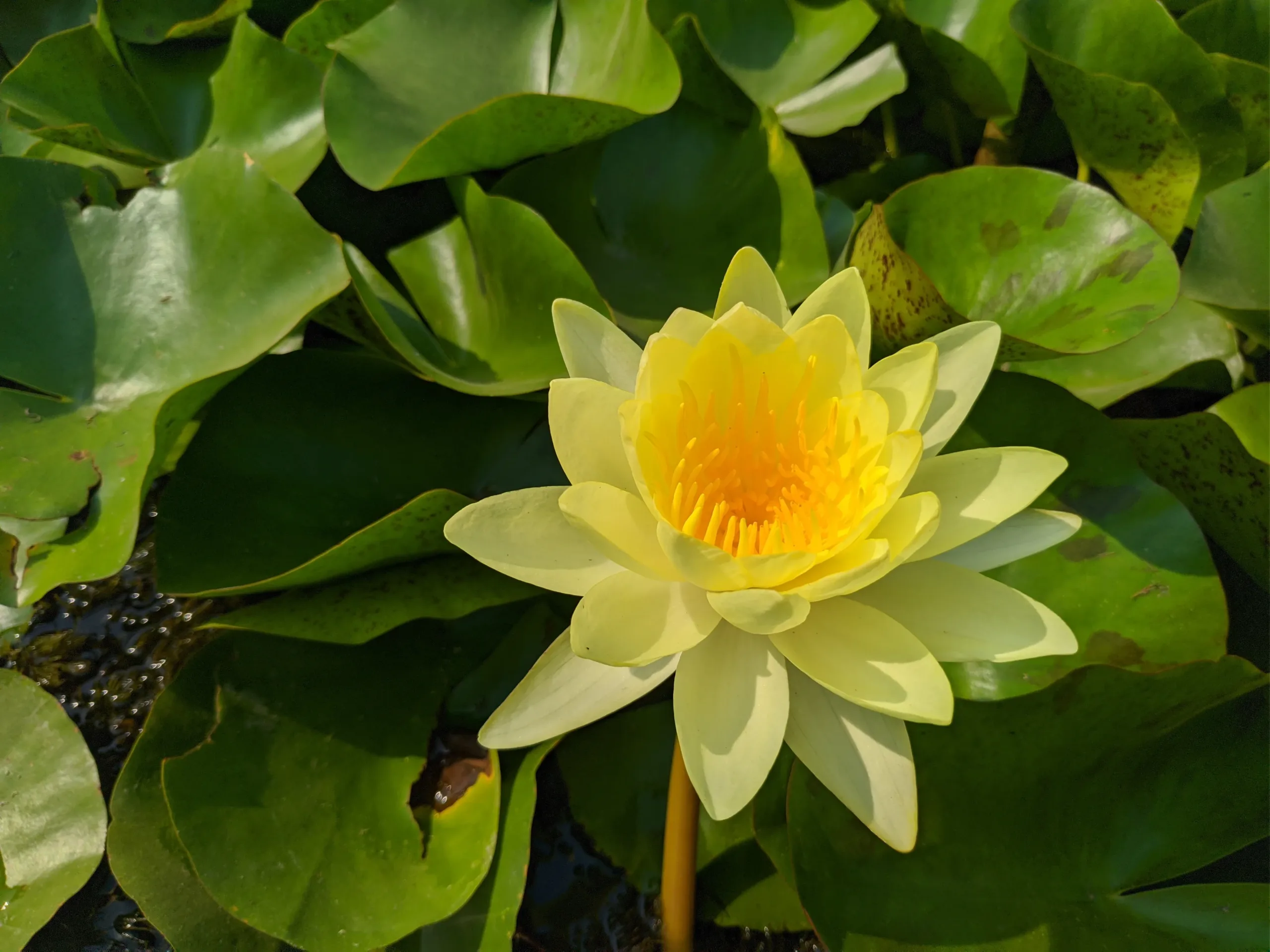 Detailed close-up of a pale yellow lotus flower in a pond at Sarnath’s Mulagandha Kuti Vihar near Banaras, surrounded by glossy green lily pads in daylight